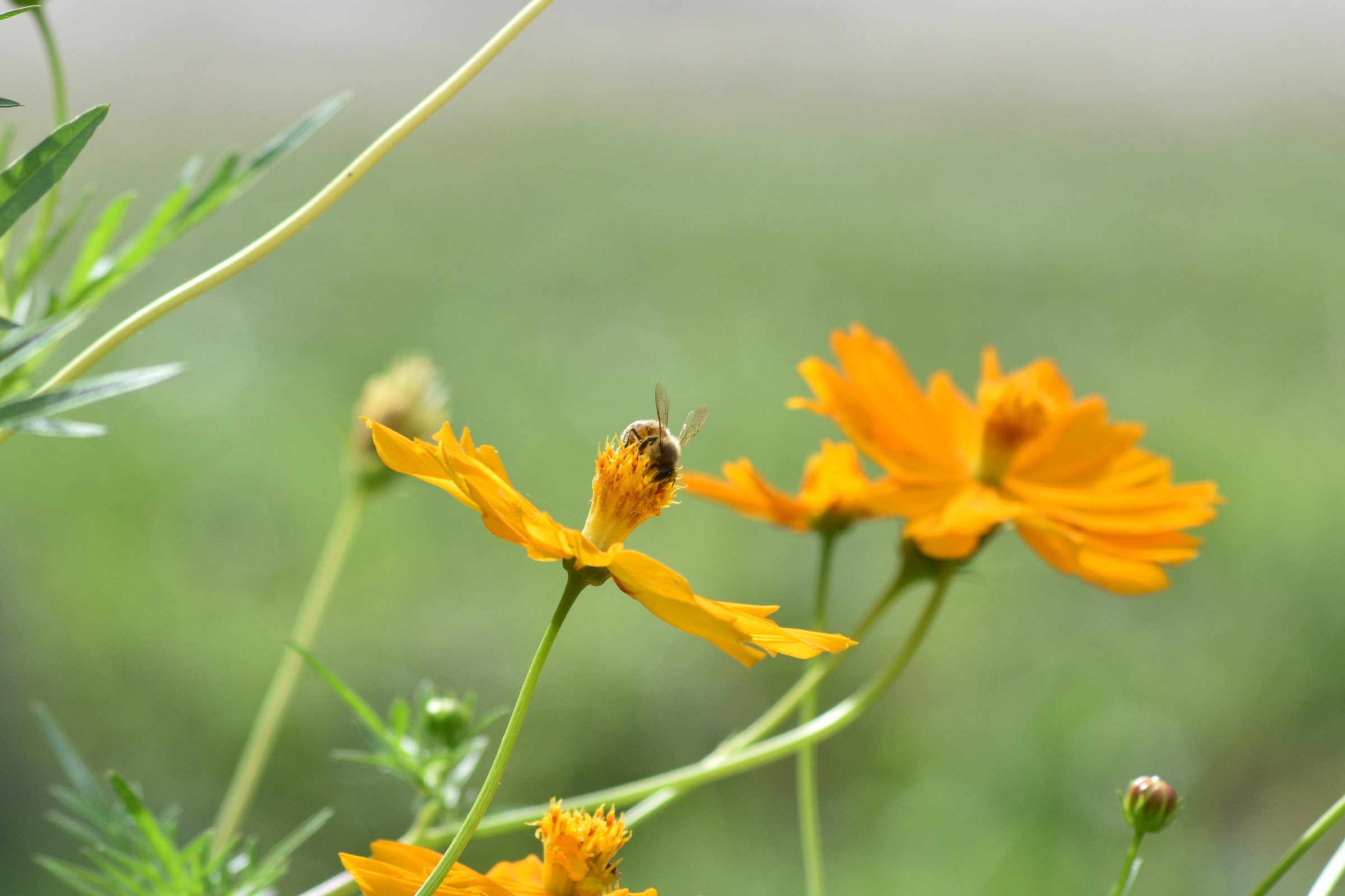 Abejita en flor amarilla 1