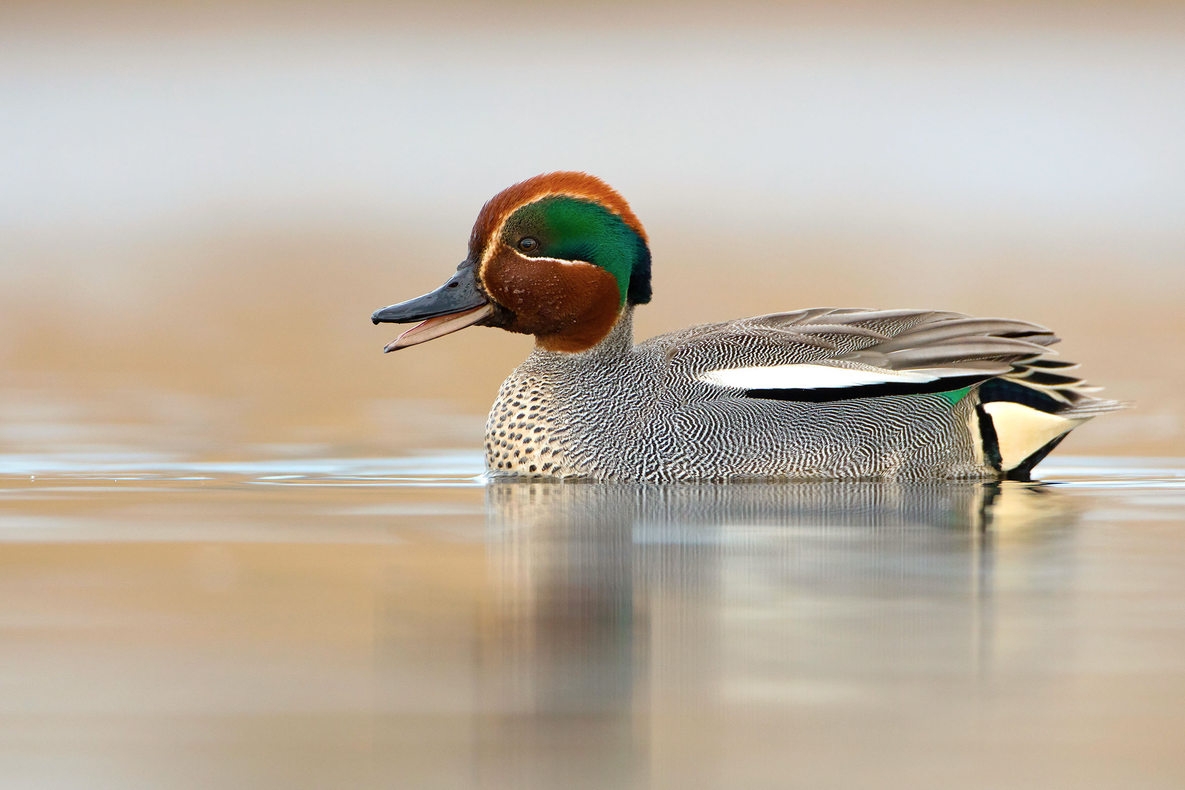 Common Teal