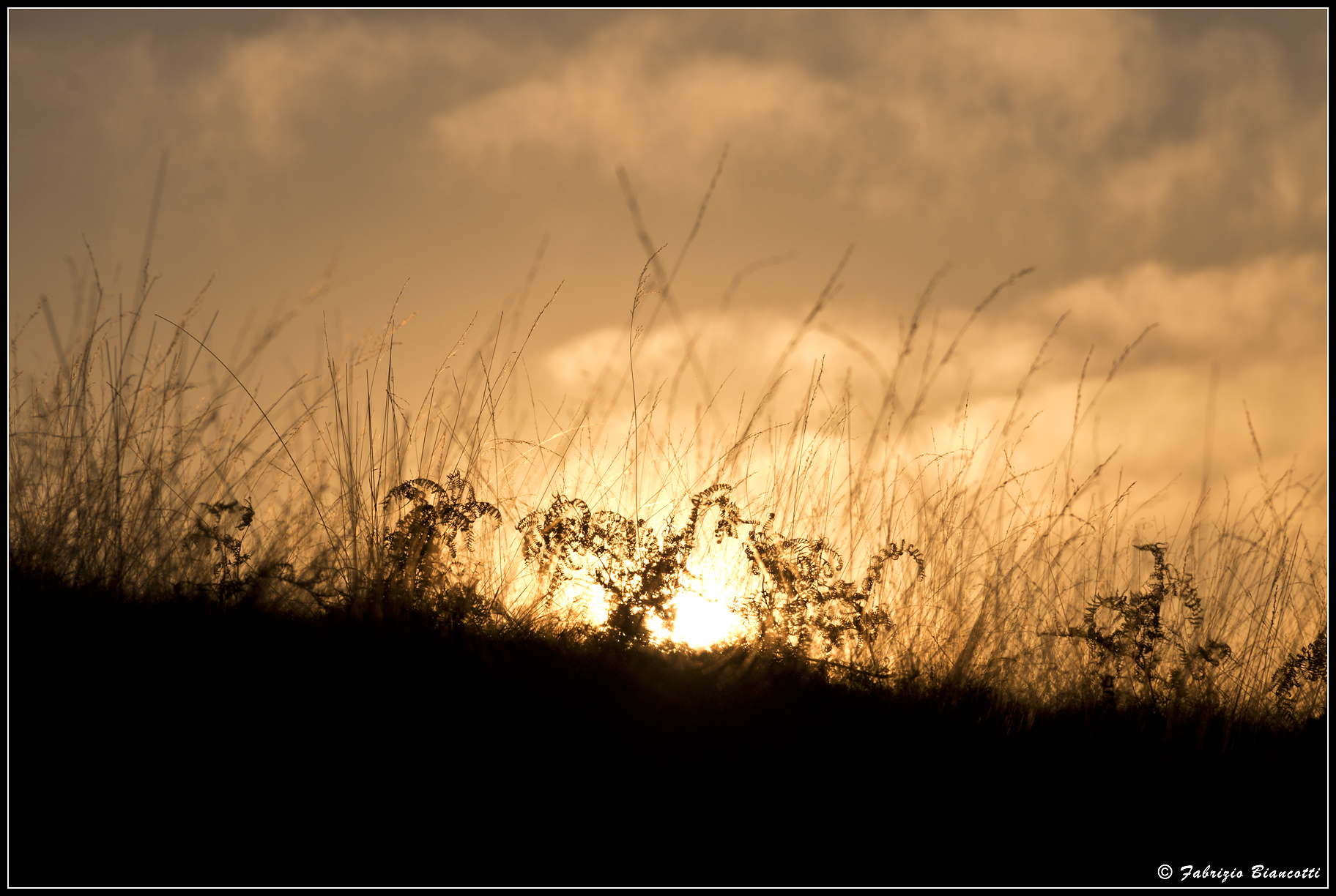 In the grass at sunset