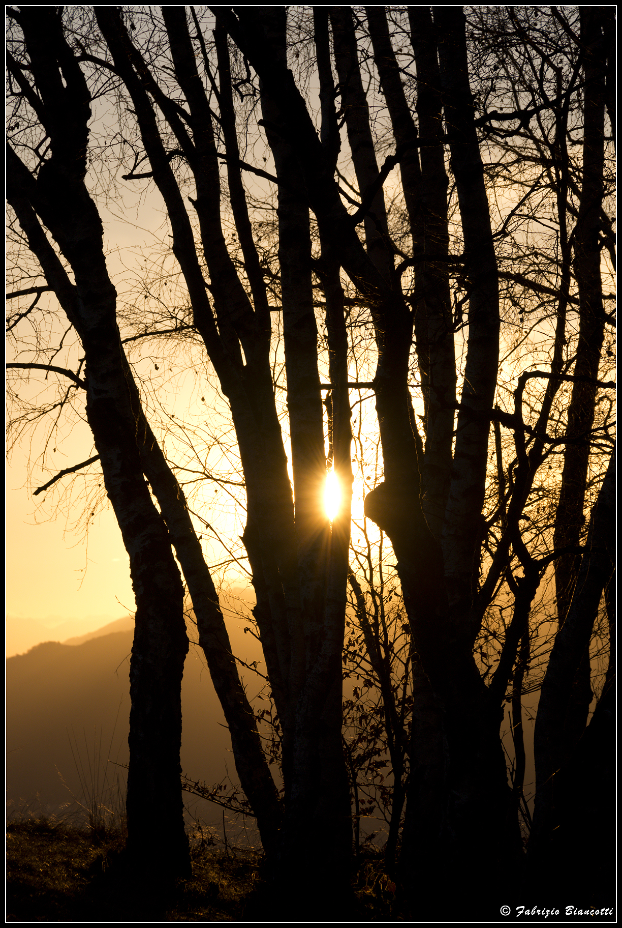 Among the plants I wait for the sunset