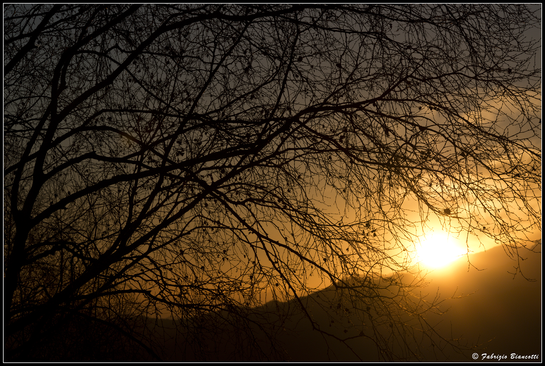 Last rays of sun in the fronds