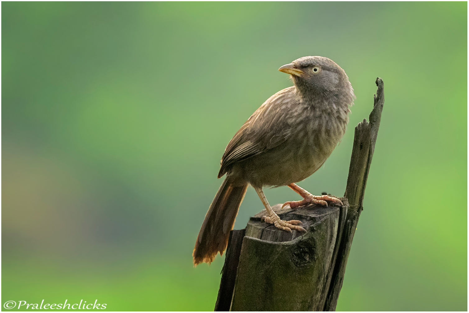 Jungle Babbler