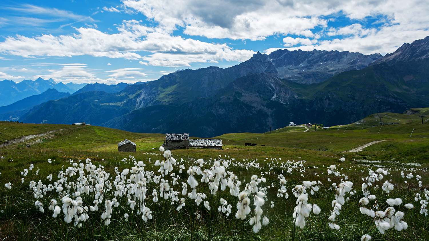 Gli eriofori della Valtournenche