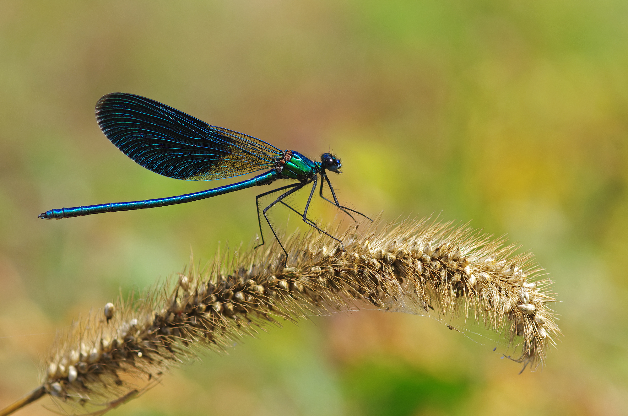 Calopteryx spendens m