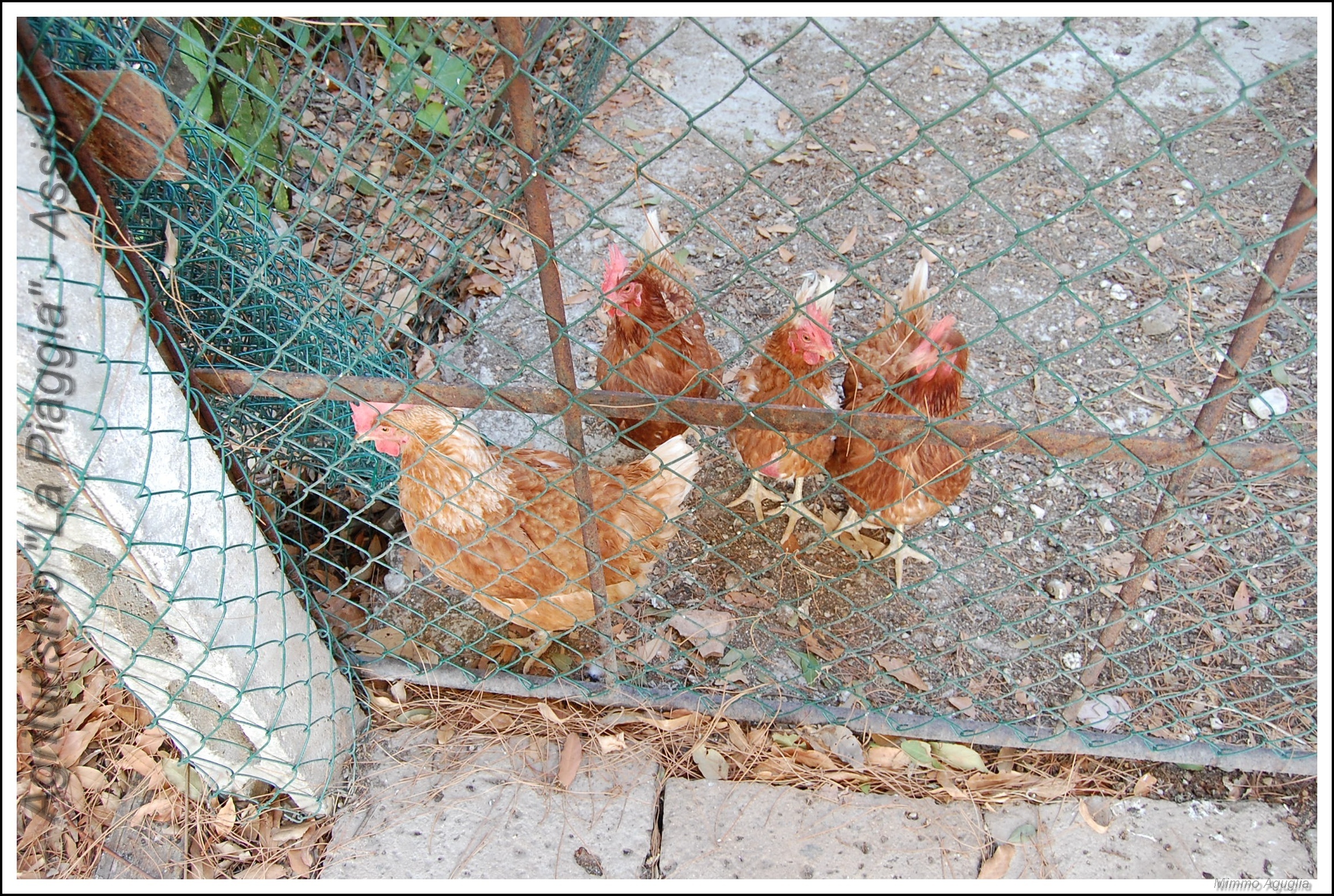 Galline umbre - Assisi (pg).-