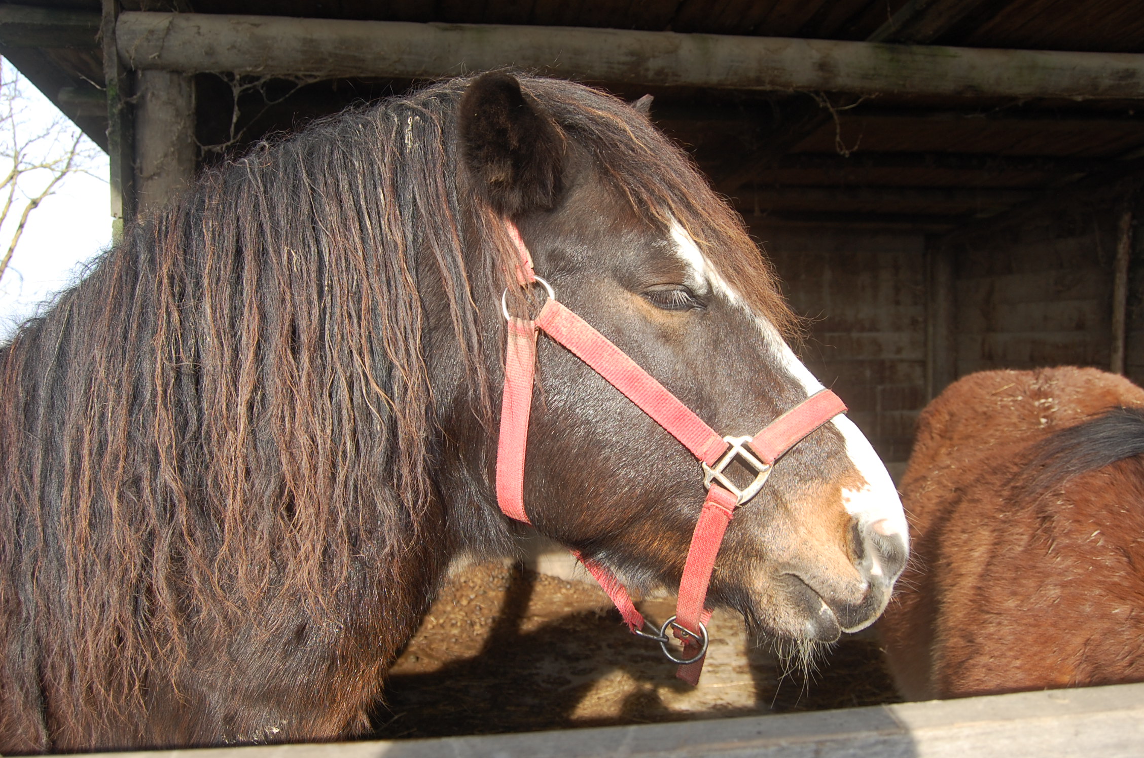 Cavallo Cà Venier - Porto Tolle (ro)