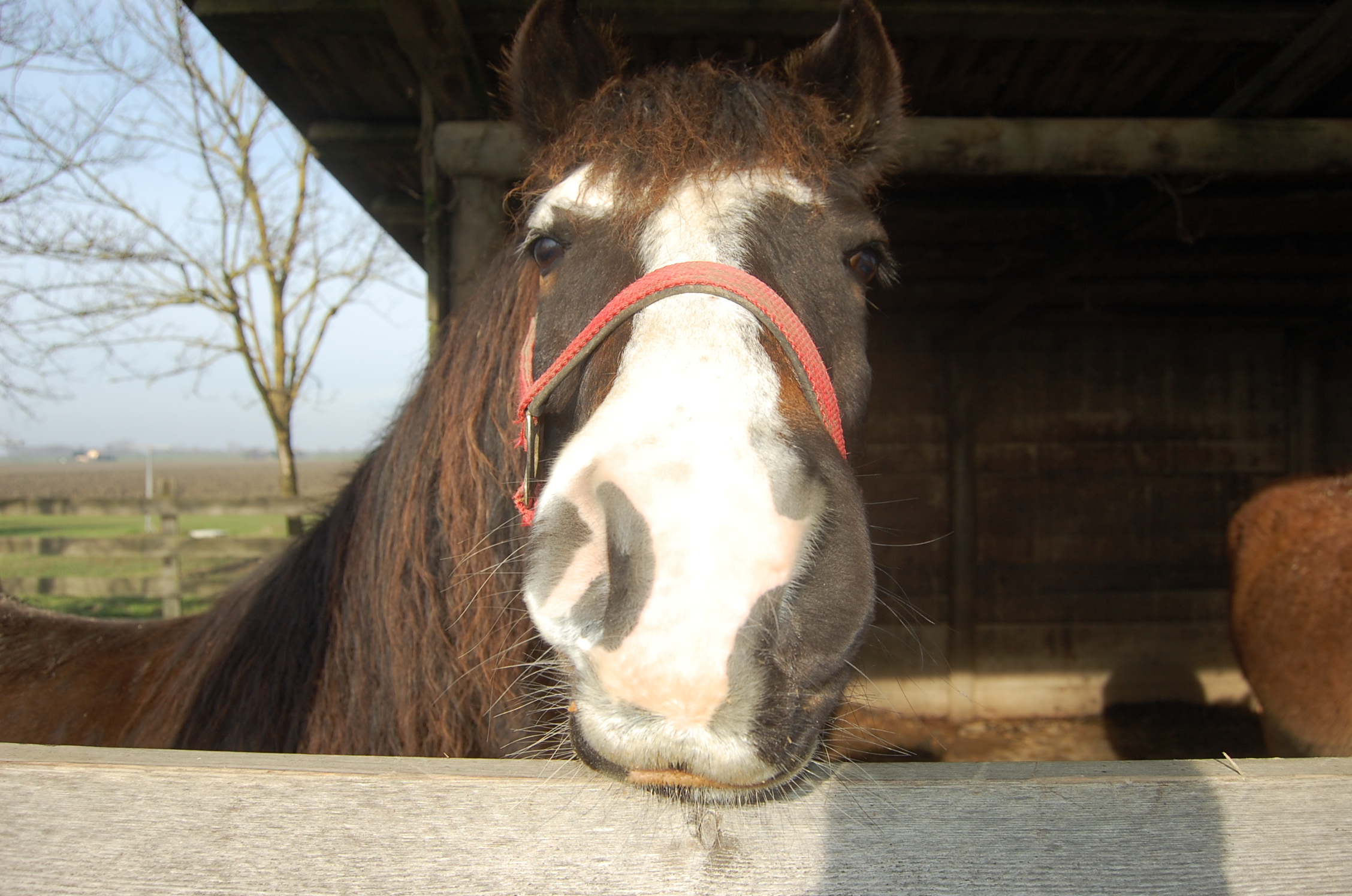 Cavallo Cà Venier - Porto Tolle (ro)