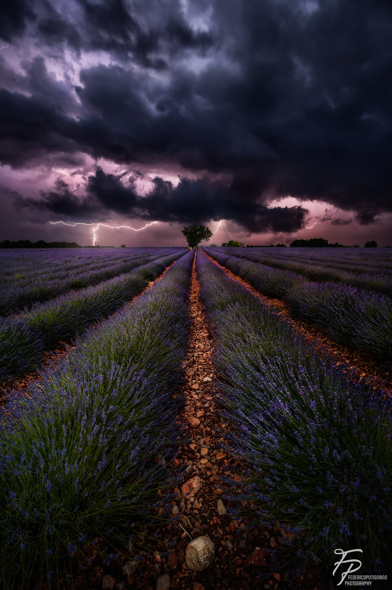 Lavenders and Lightnings!