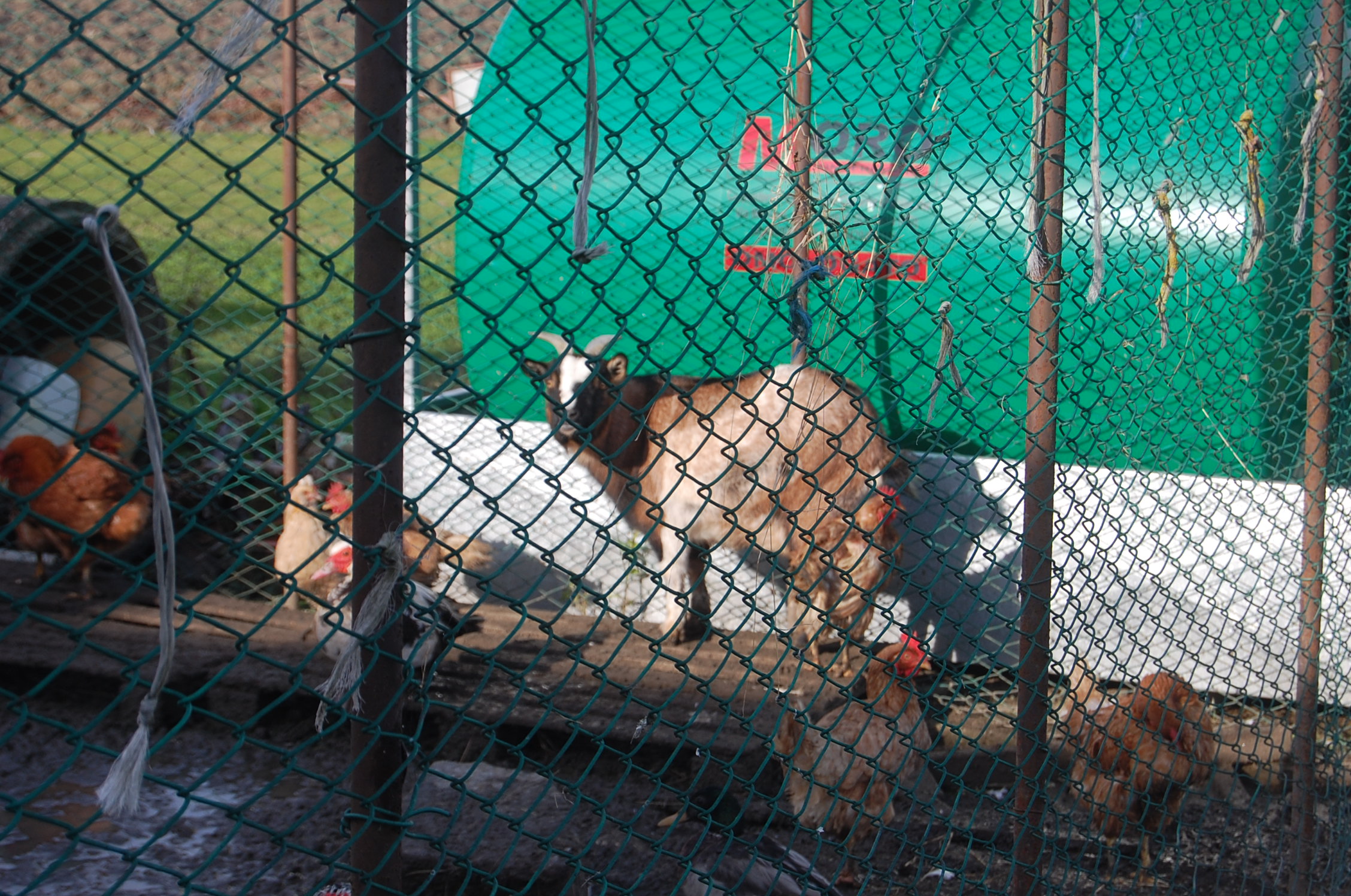 Capretta polesana - Cà Venier - Porto Tolle (ro)