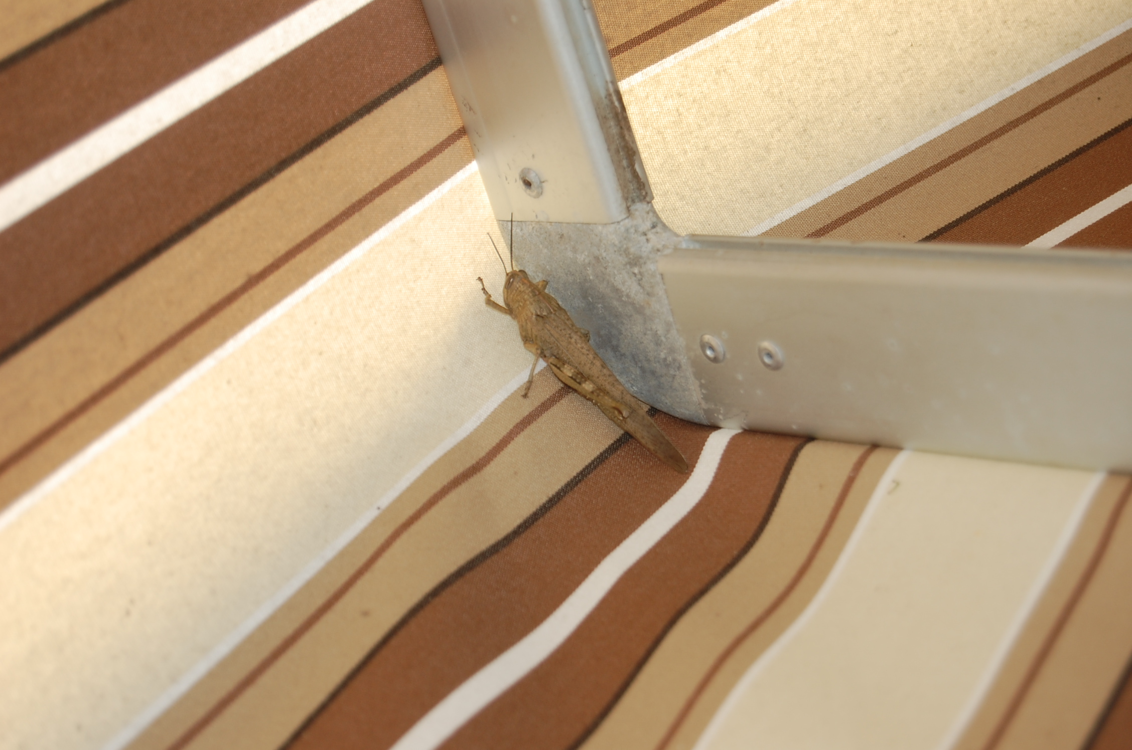 Cavalletta polesana - Porto Tolle (ro)