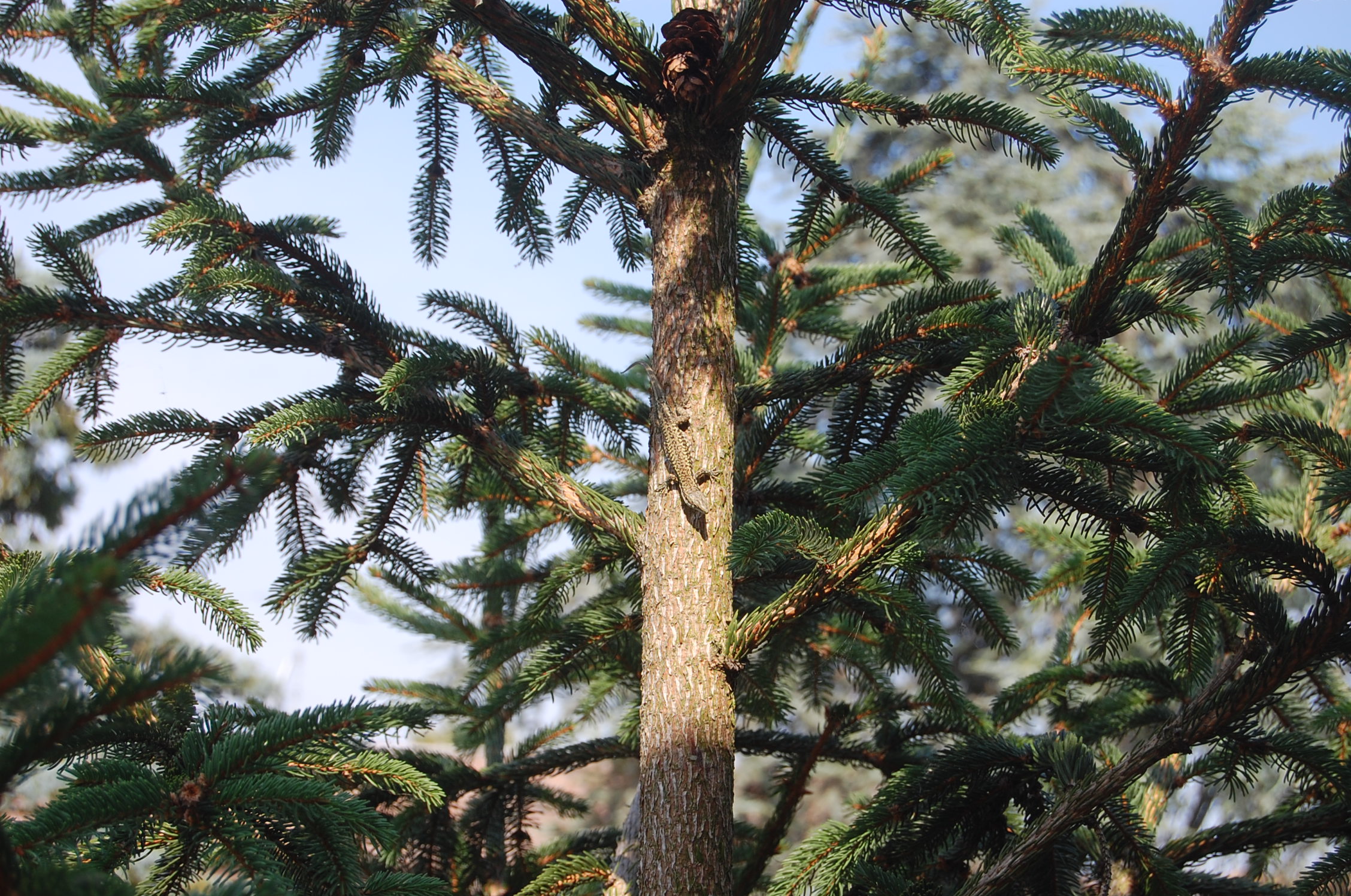 Lucertola polesana - Porto Tolle (ro)