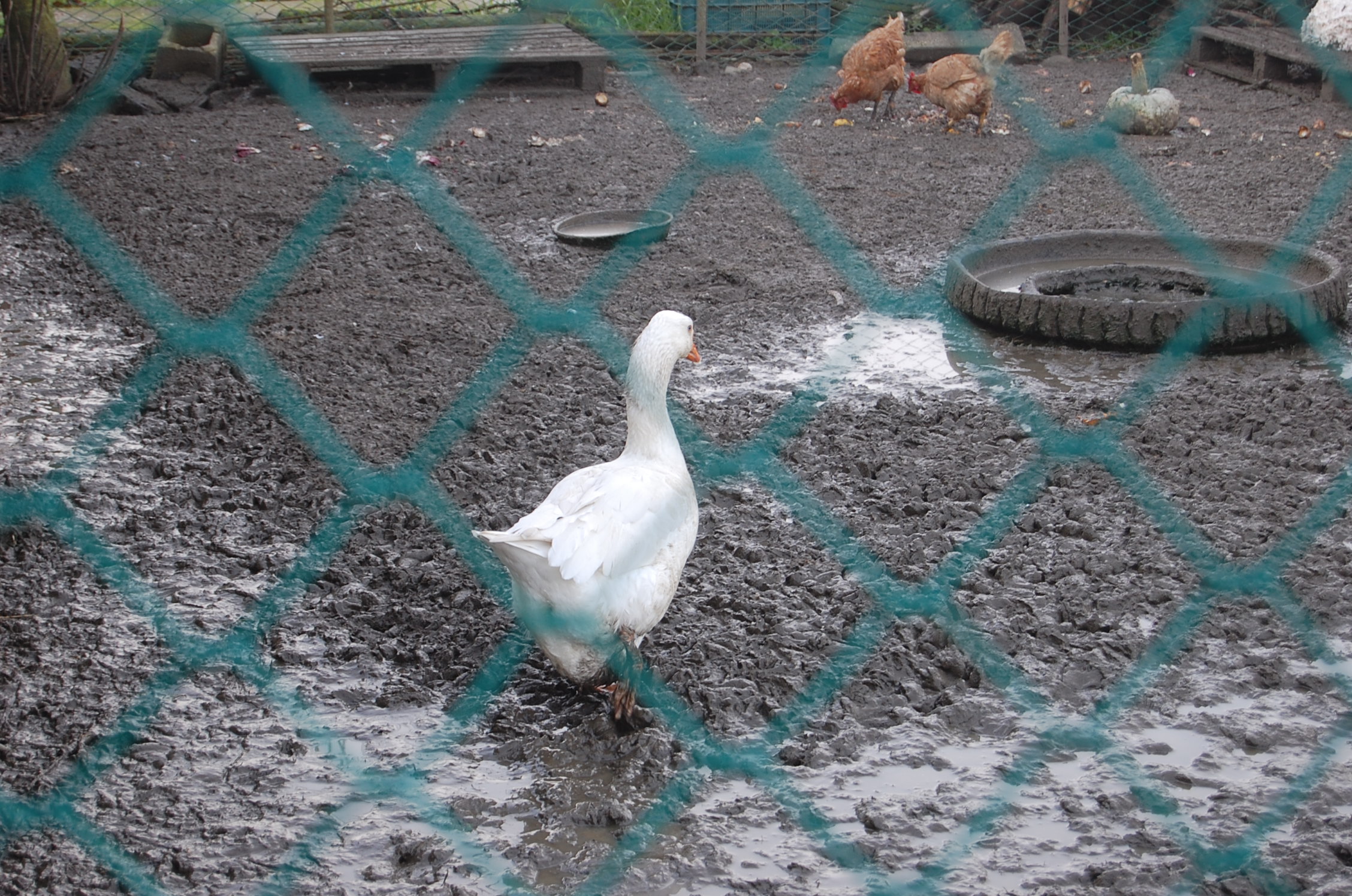 Oca nell'aia Cà Venier - Porto Tolle (ro)