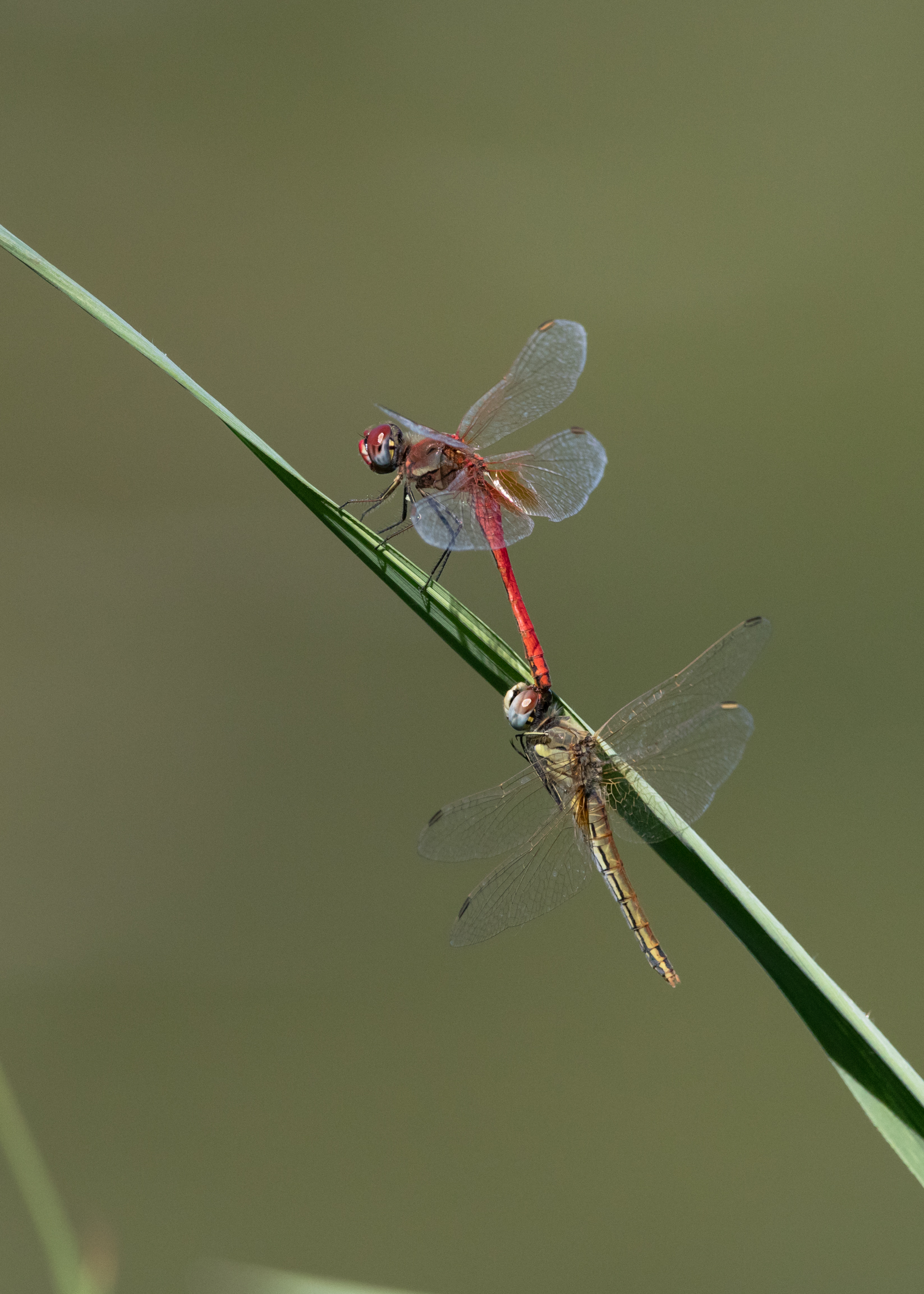 Lo strano accoppiamento delle Libellule II