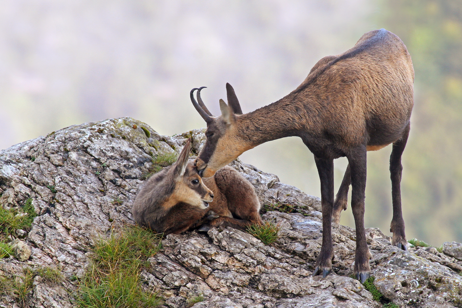 Chamois