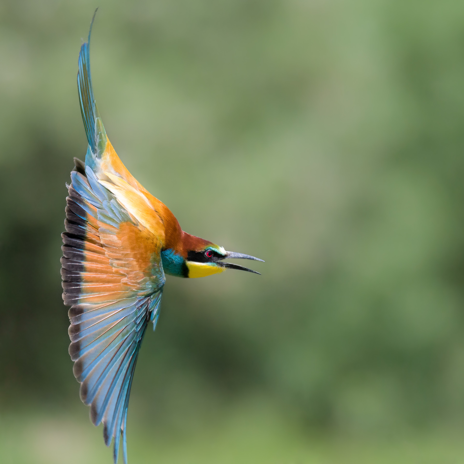 The dowager's detachment