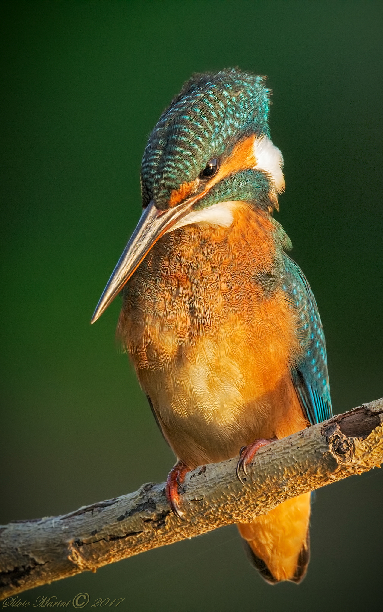 Martin pescatore ( Alcedo atthis) L'Alba