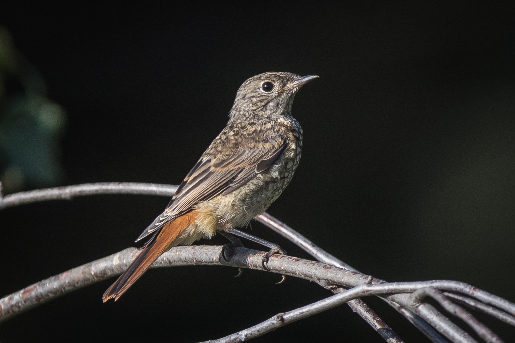 redstart