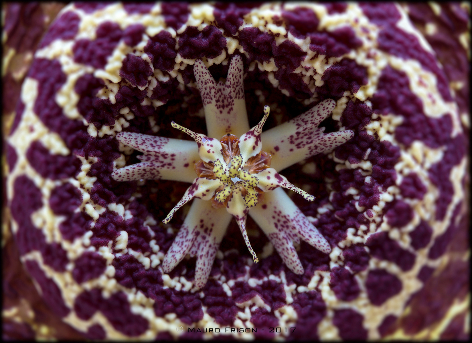 Stapelia Lepida