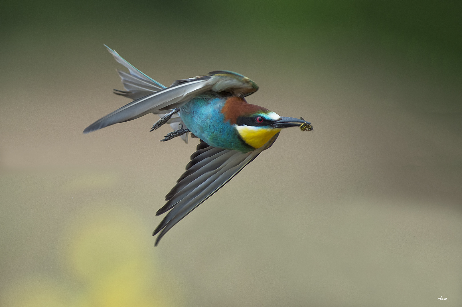 Dick in flight with prey