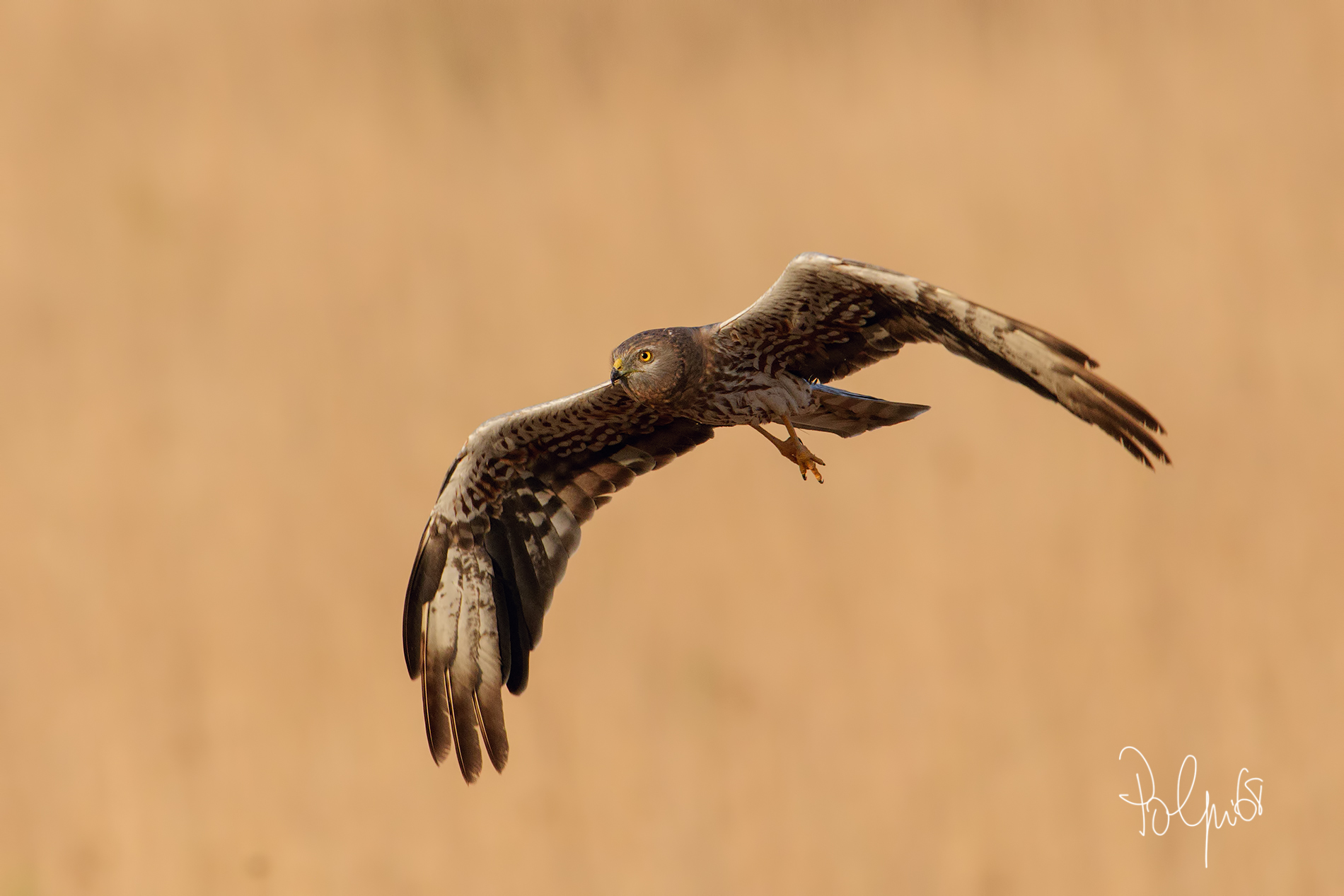 Younger Young Male Male