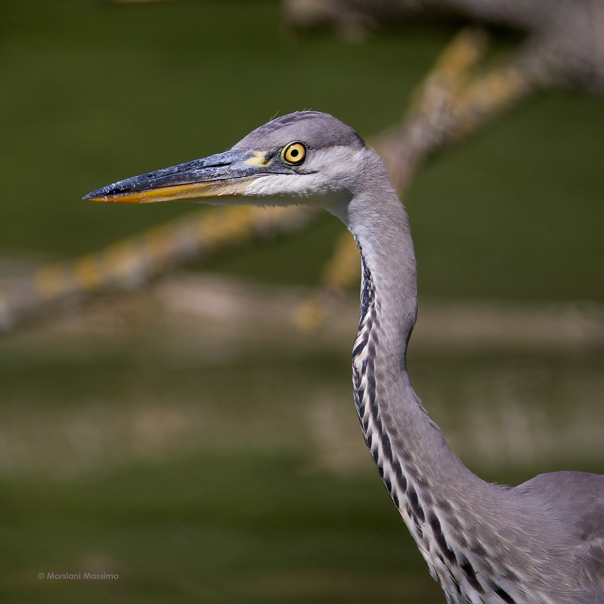 Ardea cinerea portrait