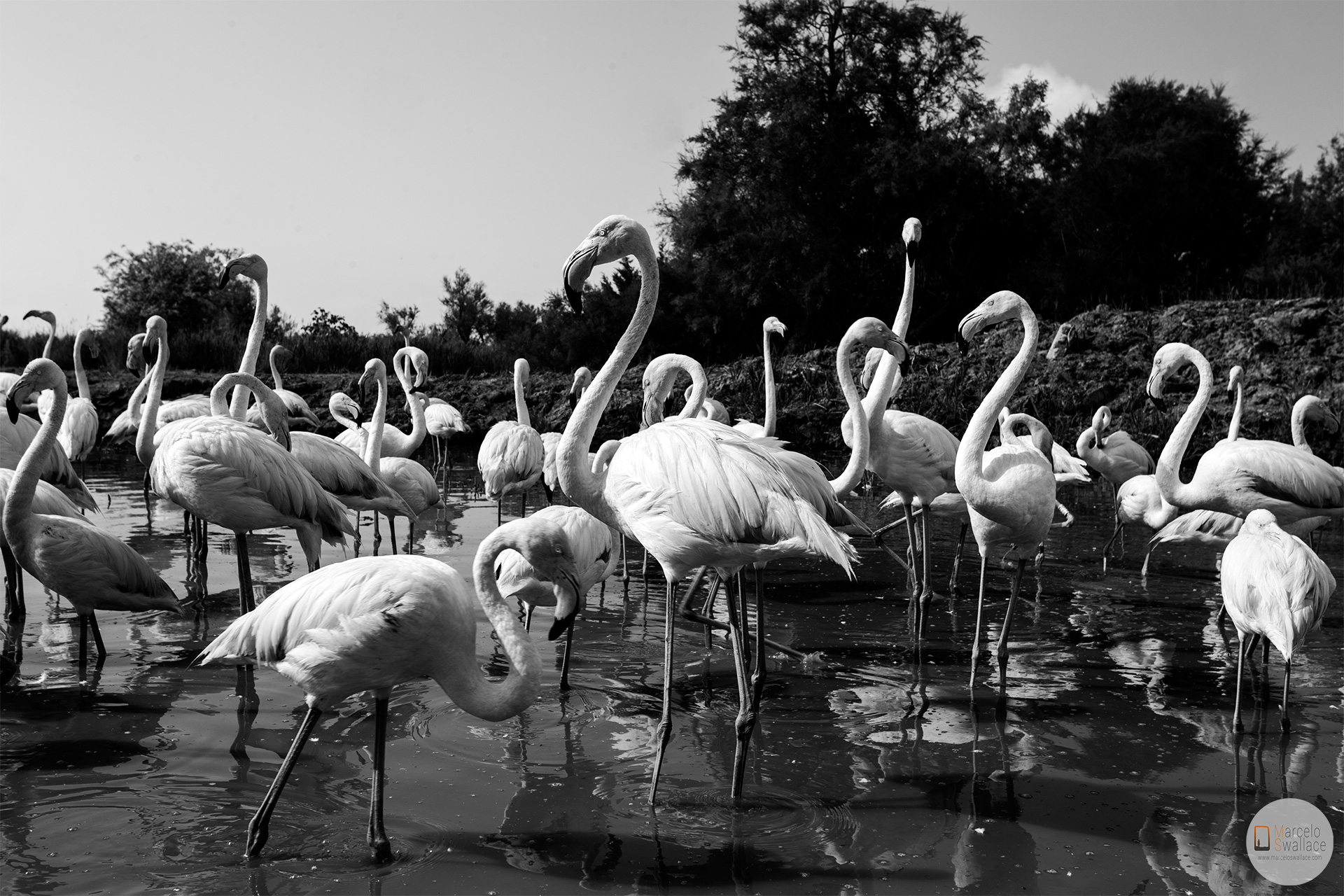 Flamingo - Camargue