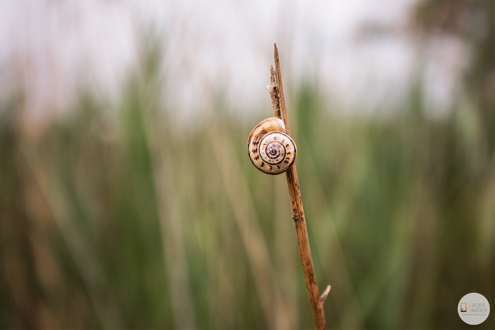Nature in Camargue