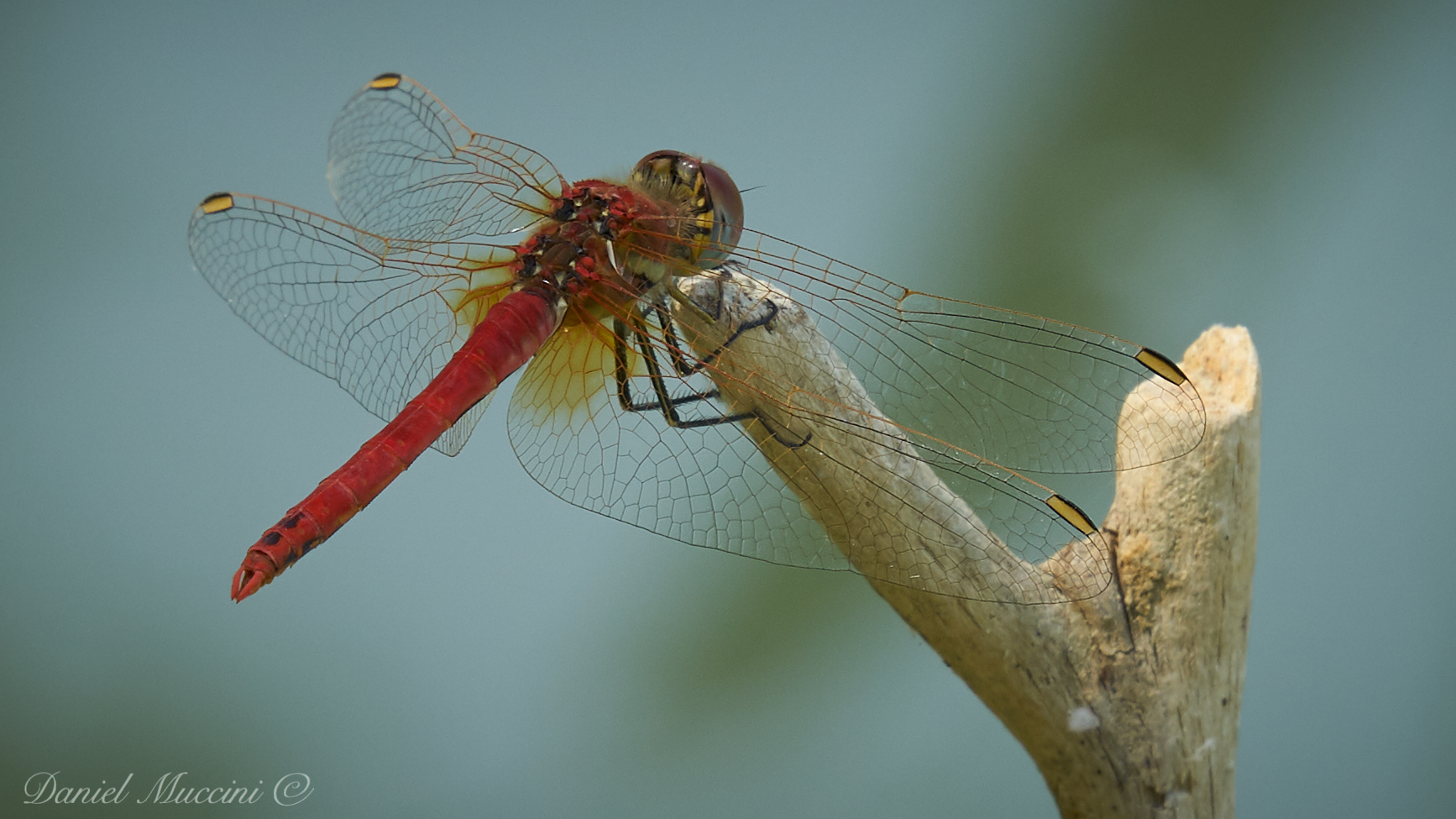 Dragonfly