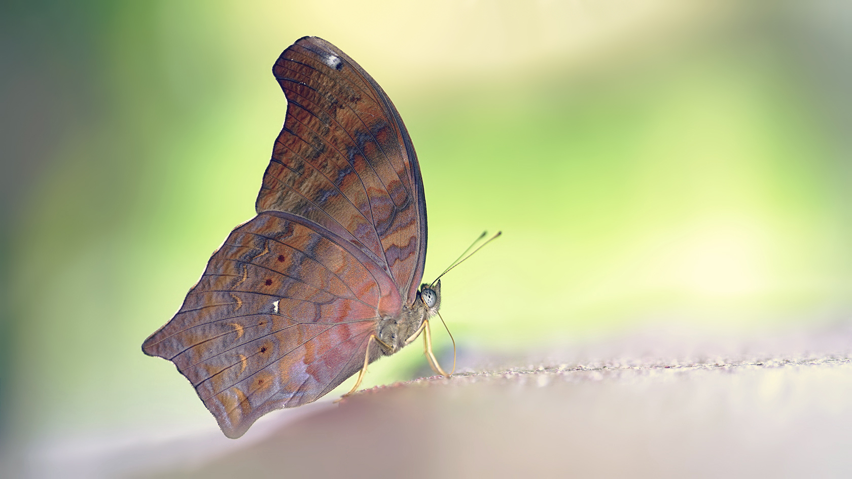 Shall We Dine Together