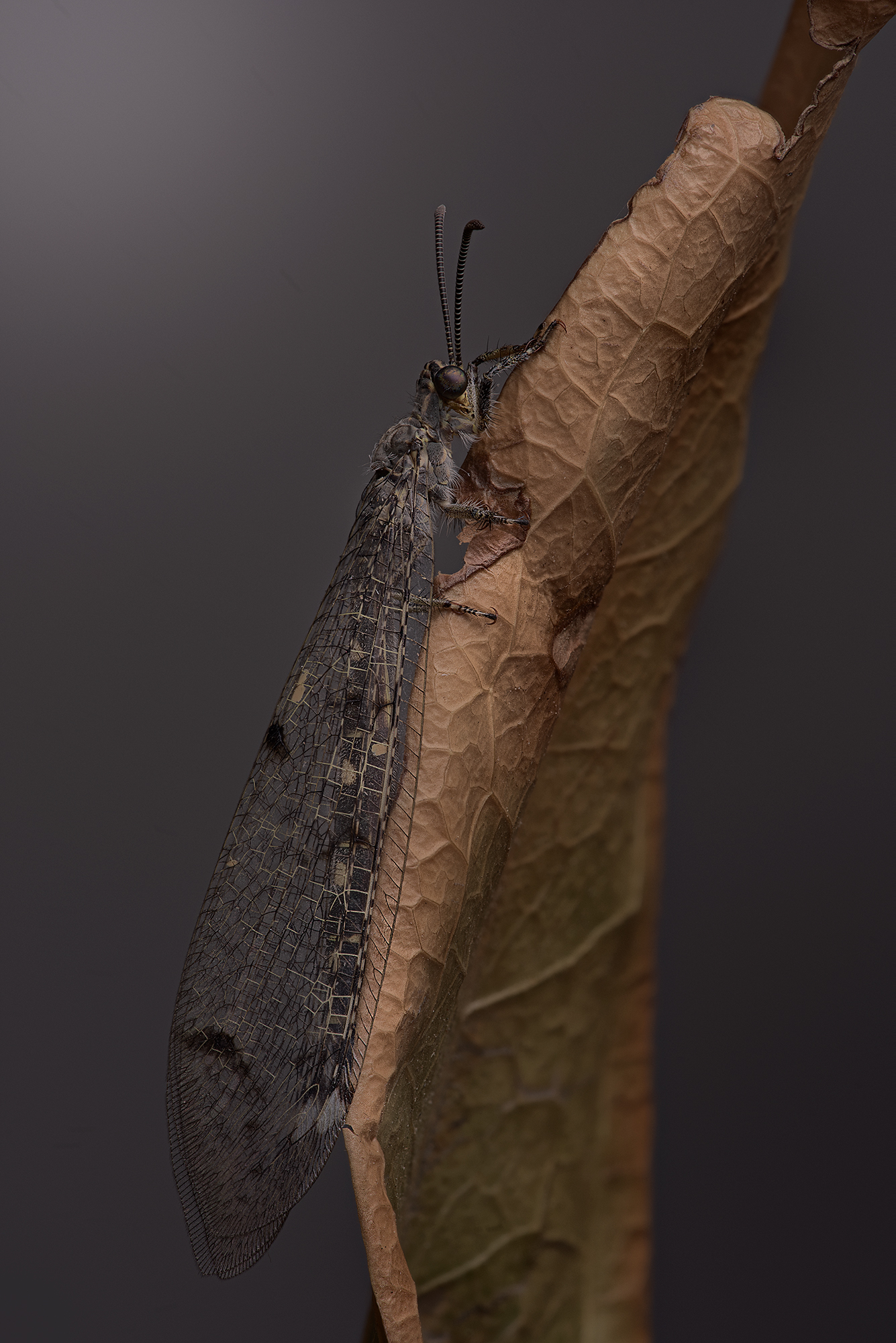 Distoleon tetragrammicus