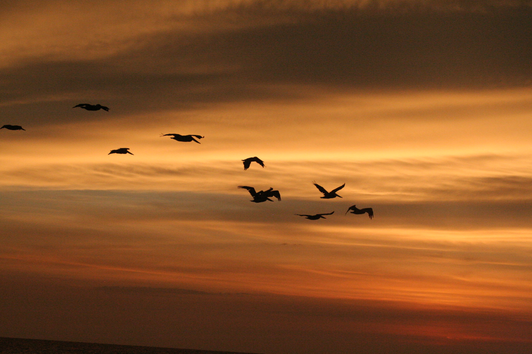 Pellicani verso il tramonto