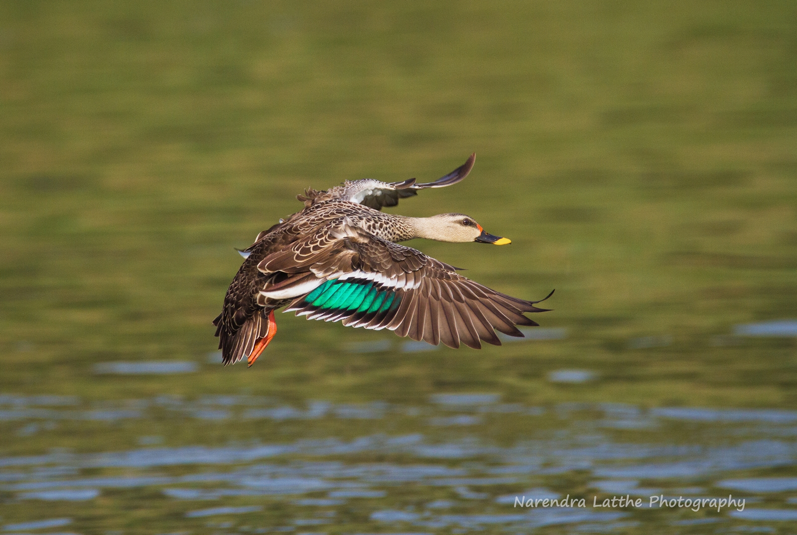 Spot Billed Duck