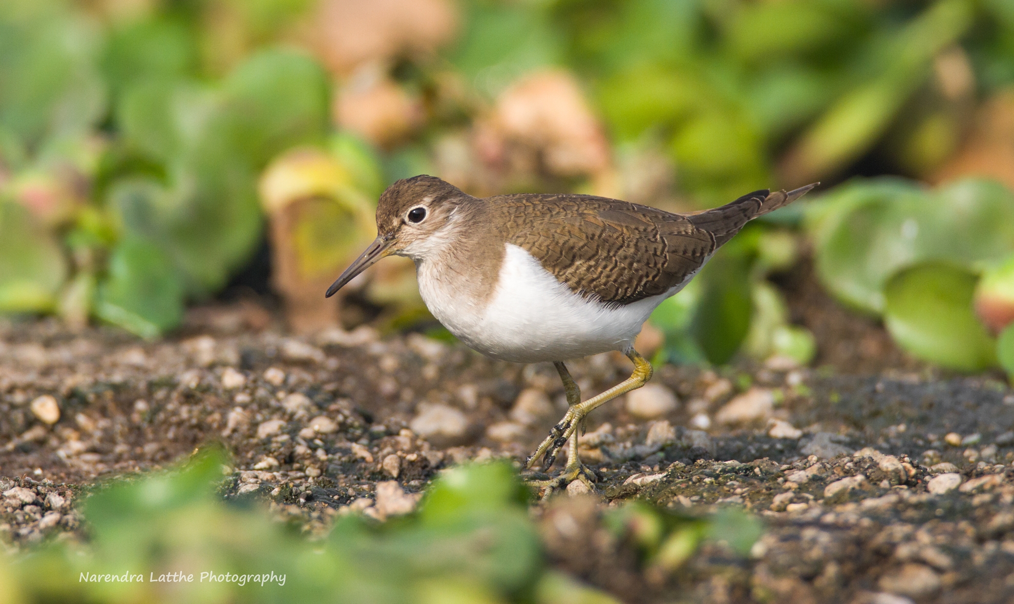 Common Sandpiper