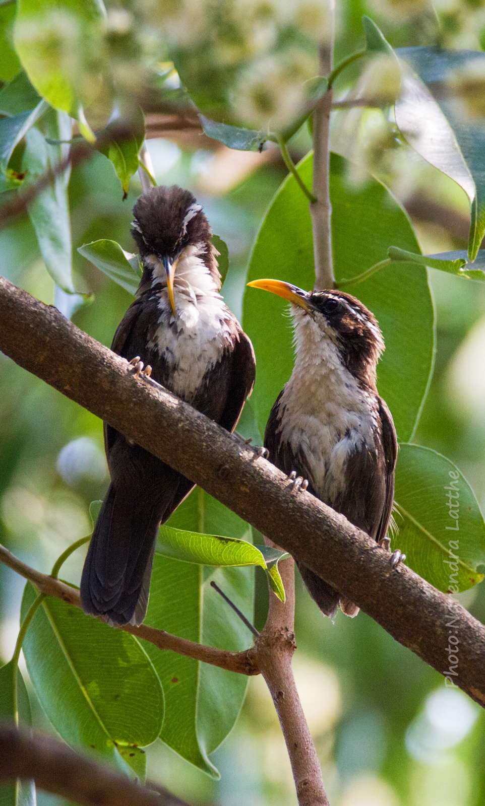 Coppia di Scimitar Babbler indiana