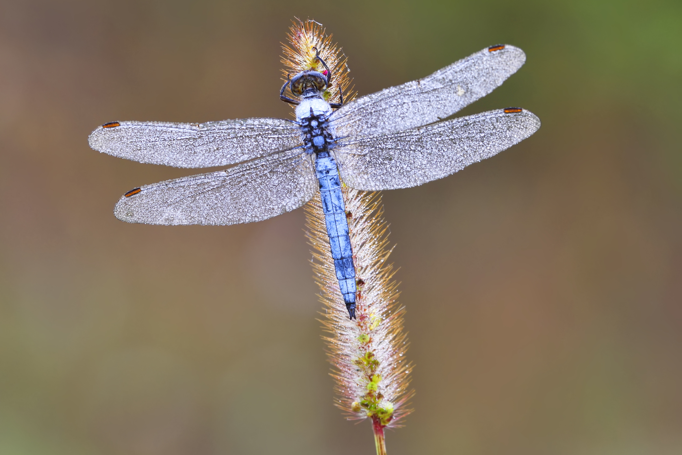 Allineamento perfetto