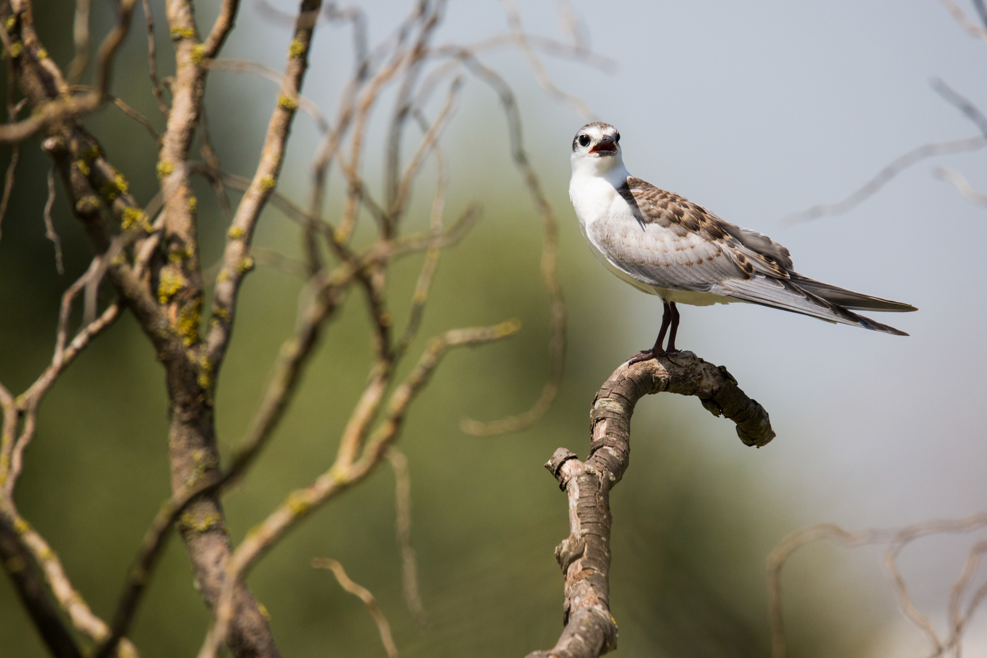 Mignattino or starna?