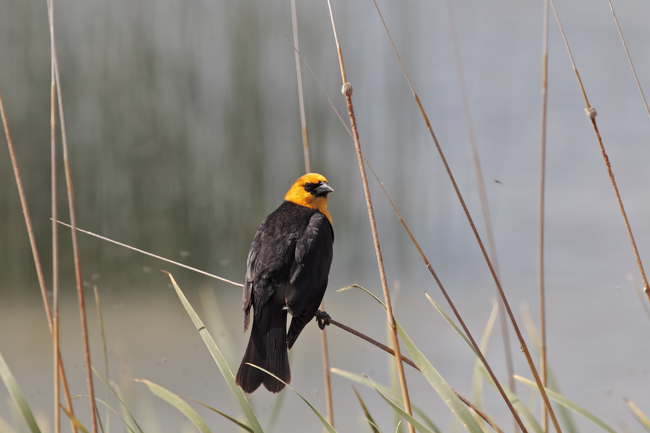 Merlo testa gialla (Xantocephalus xanthocephalus)