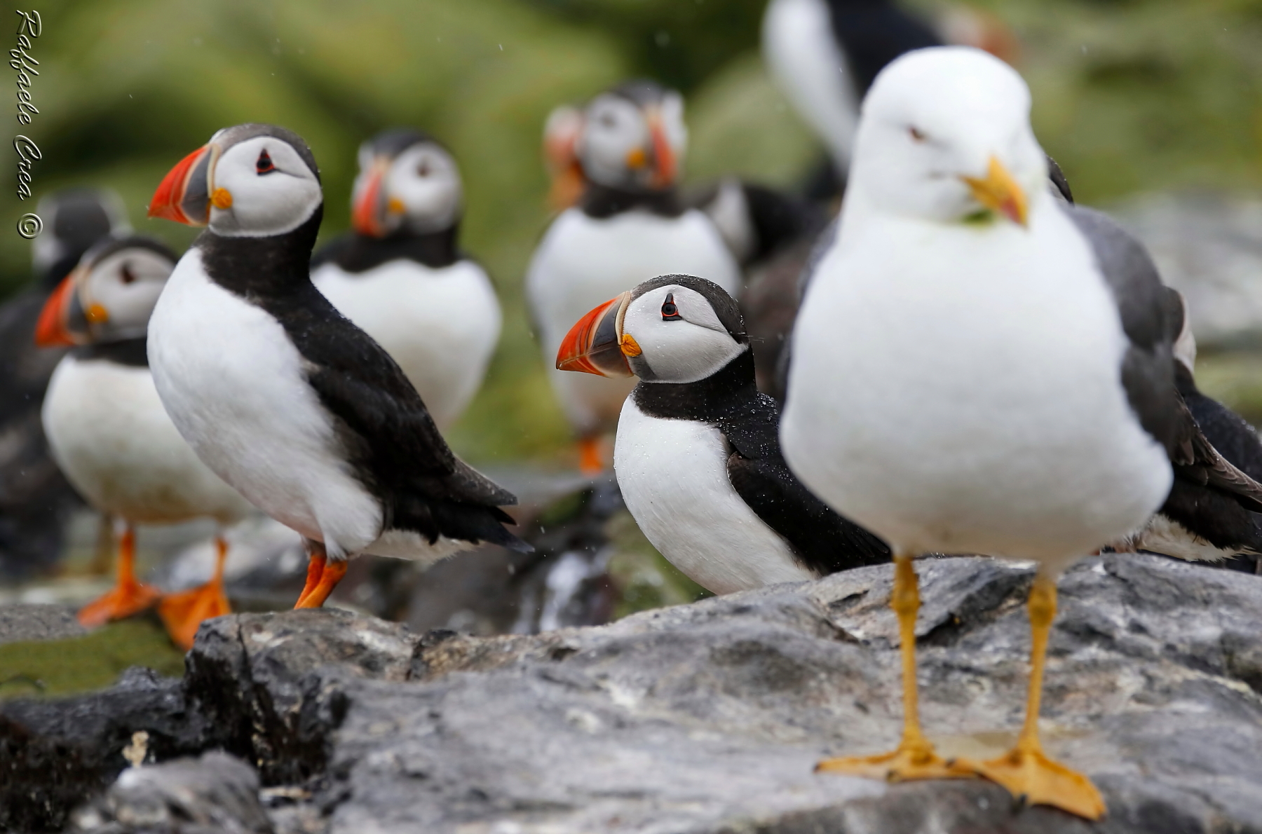 Puffins with Saffron