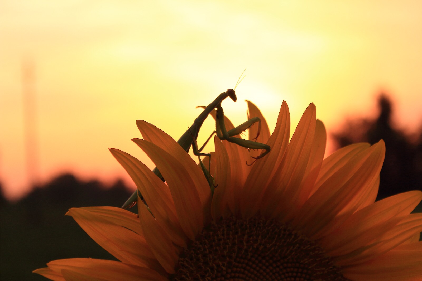 Mantis on sunflower