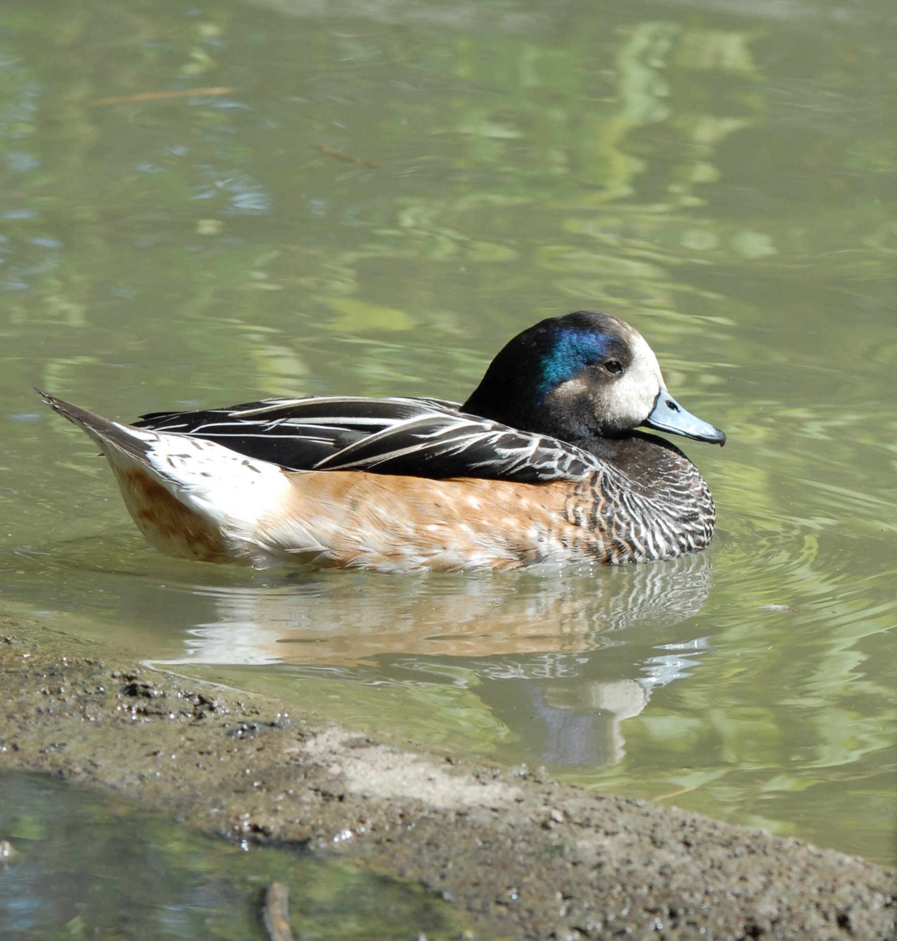 Fischione maschio in eclisse