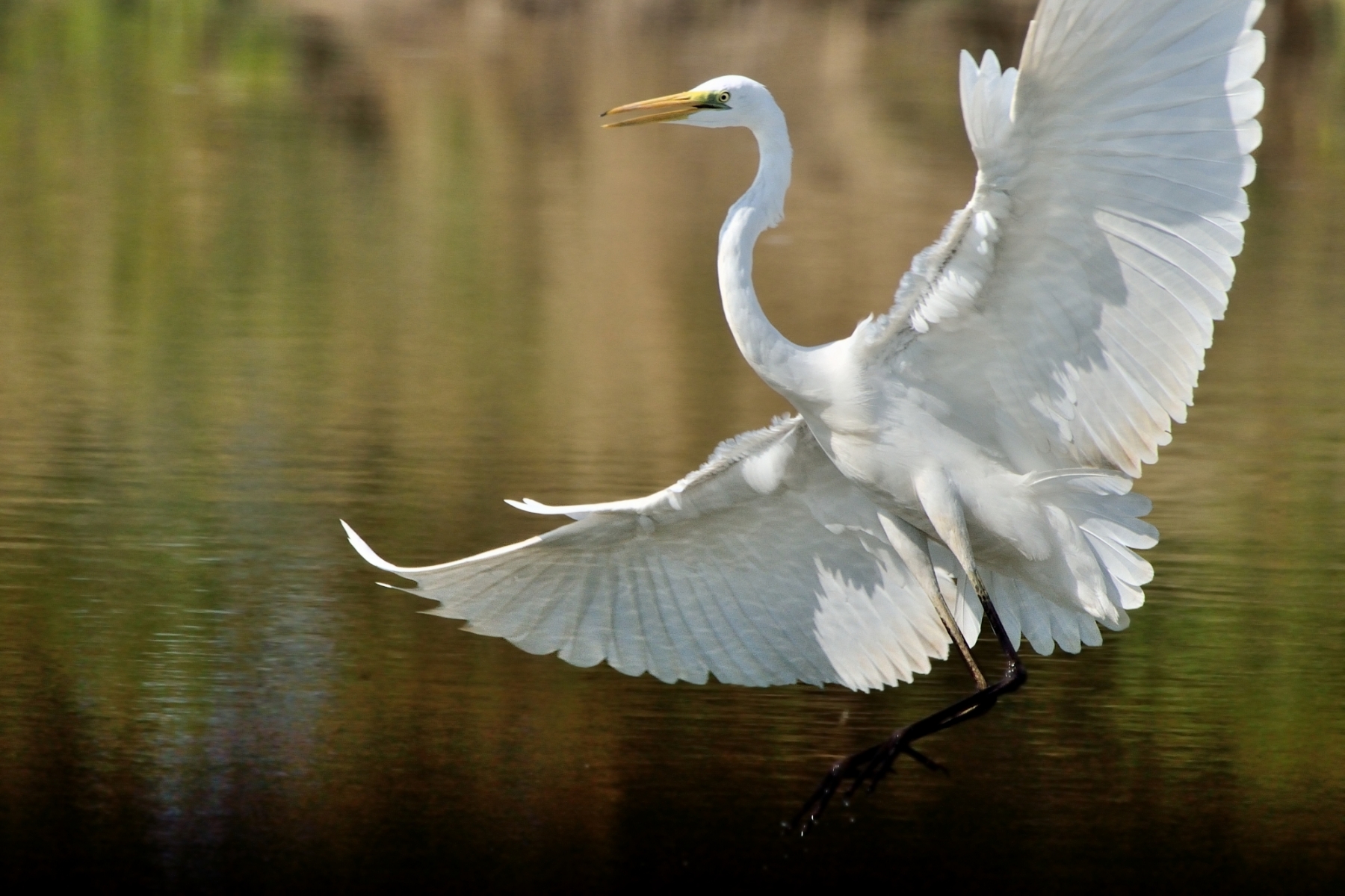 Great Egret