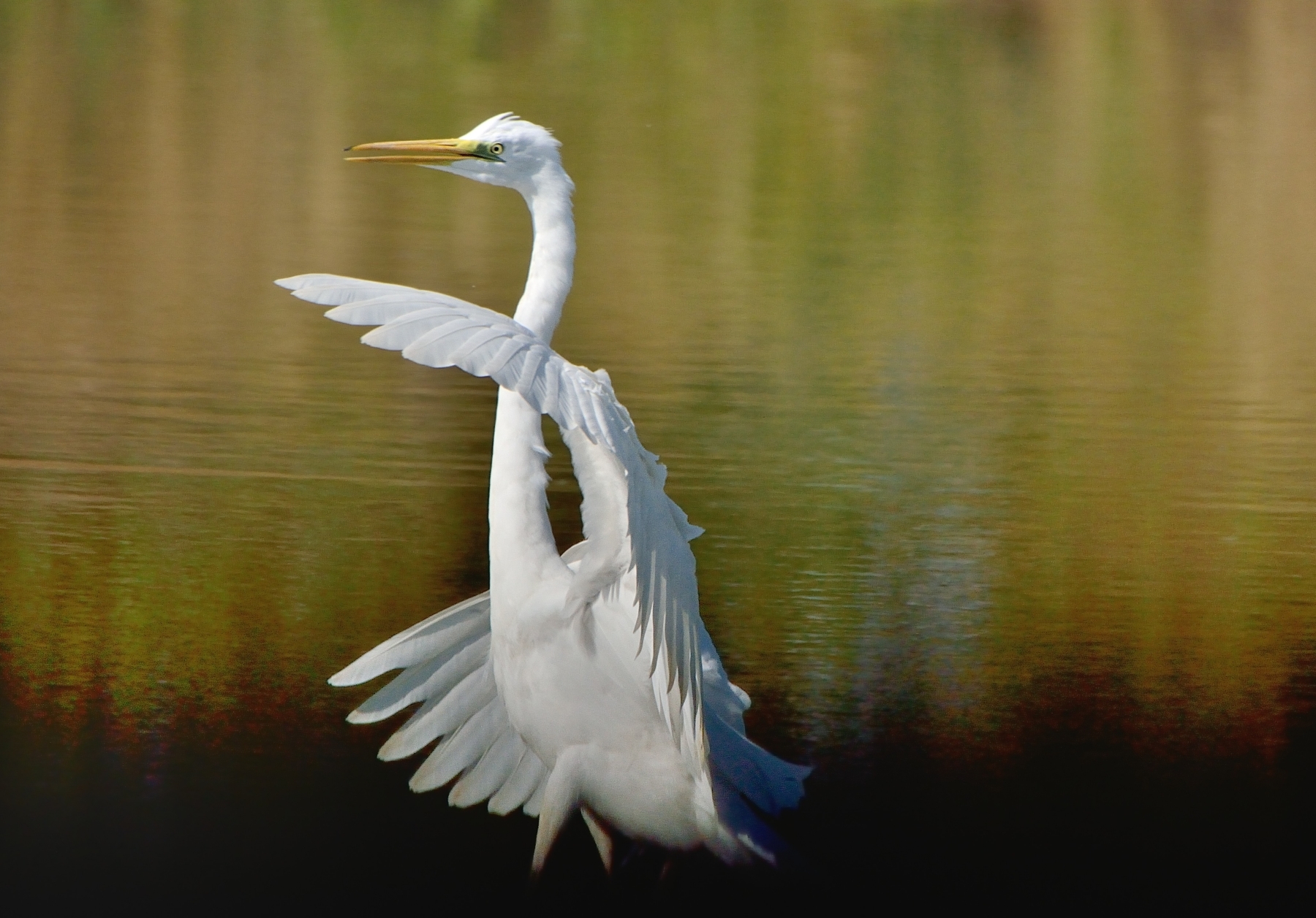 Airone bianco maggiore