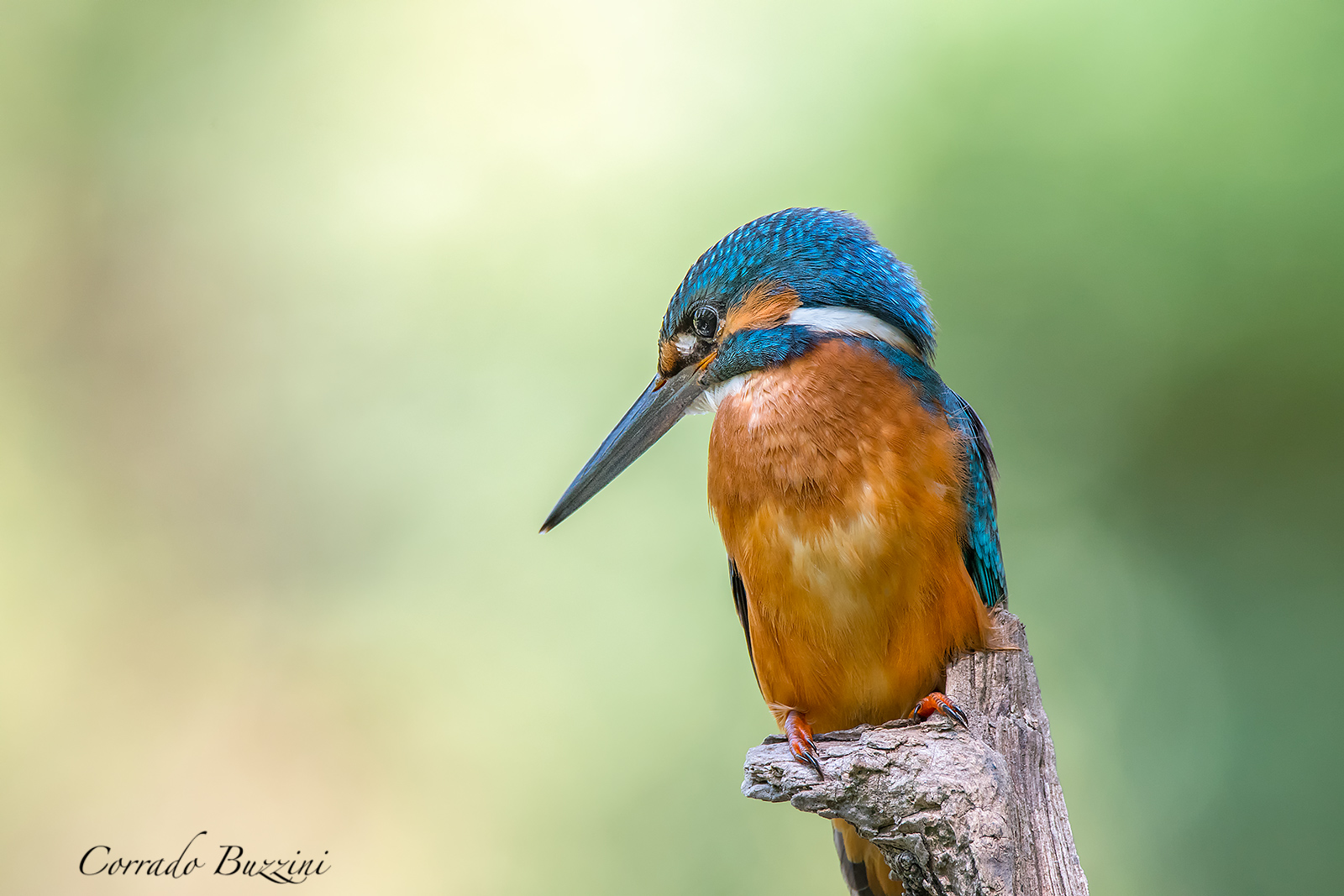 Kingfisher