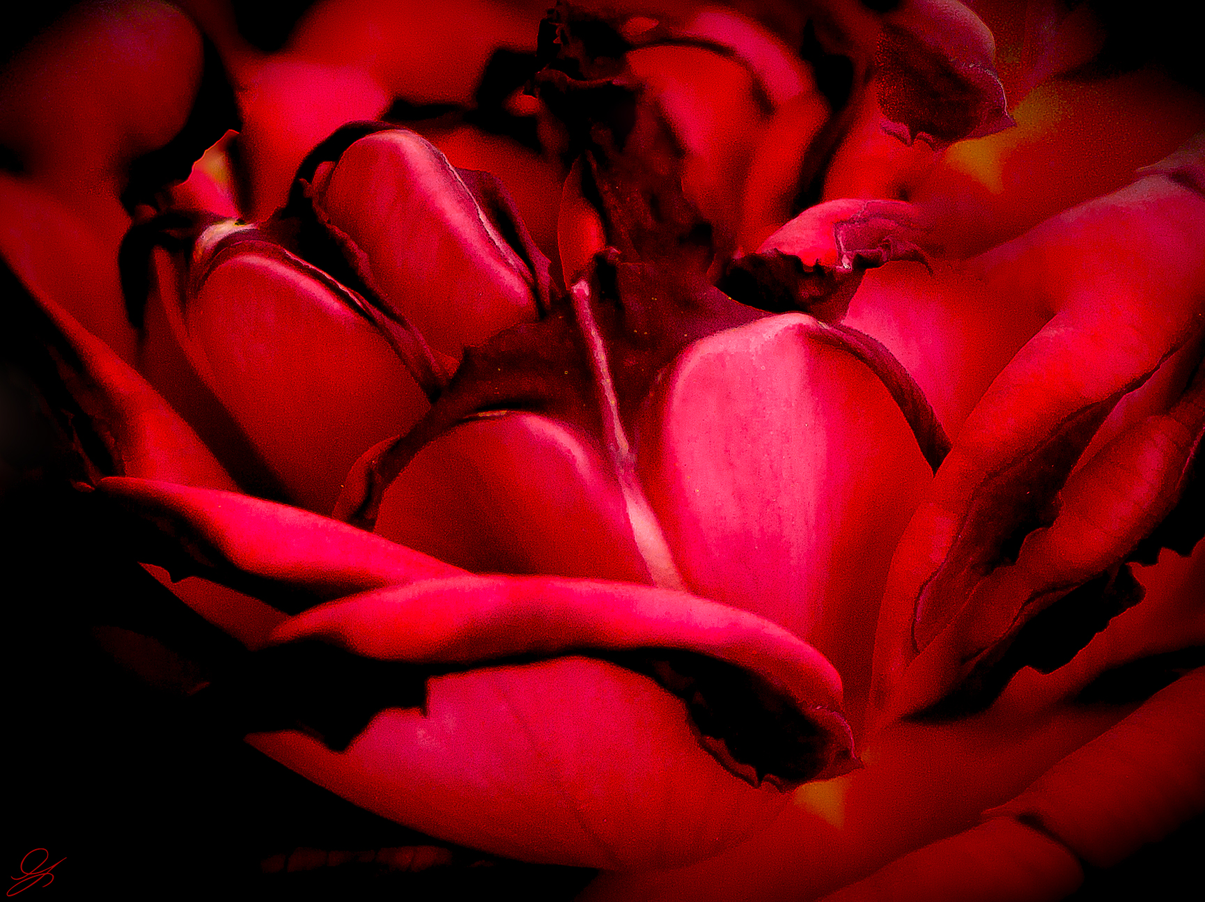 The color of passion