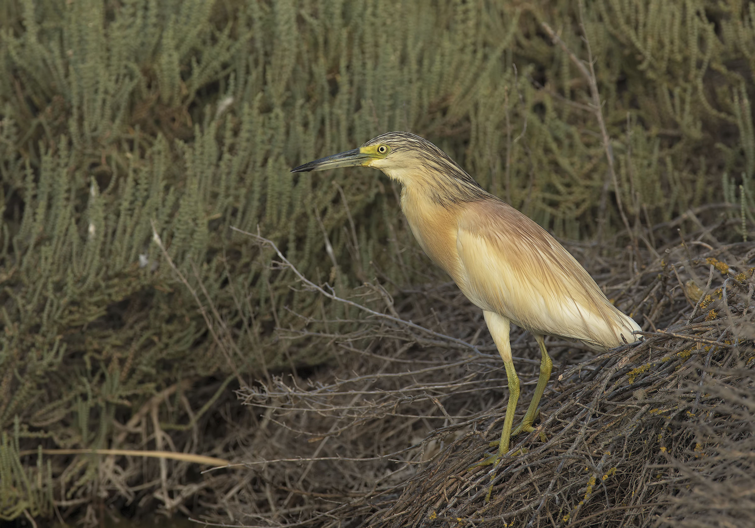 sgarza ciuffetto (ardeola ralloides)