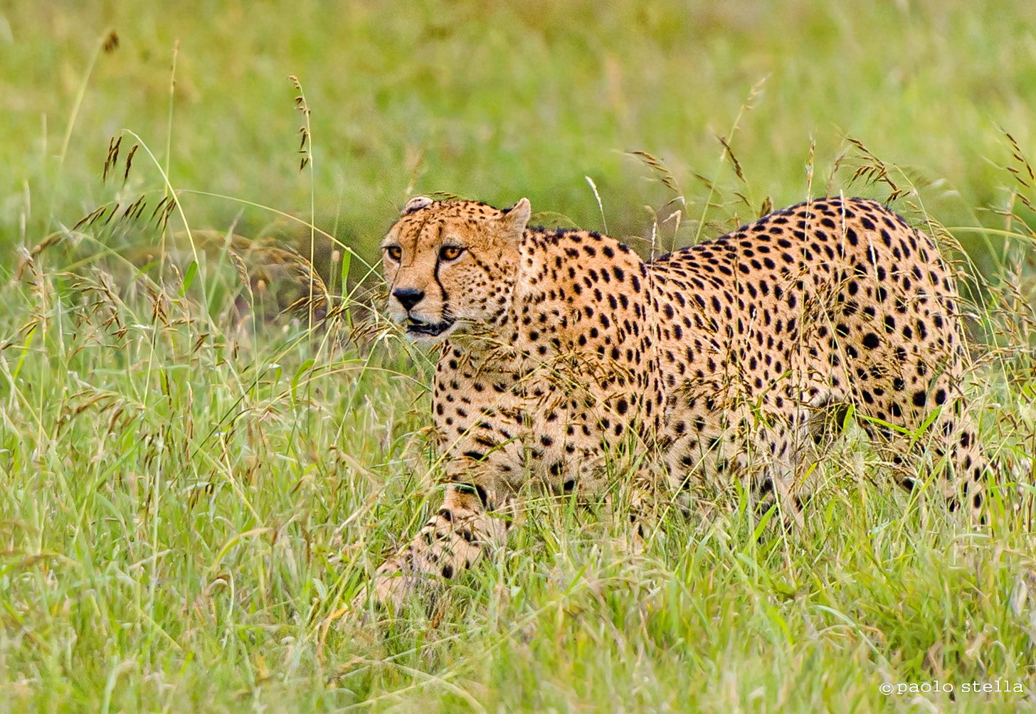 Walking cheetah