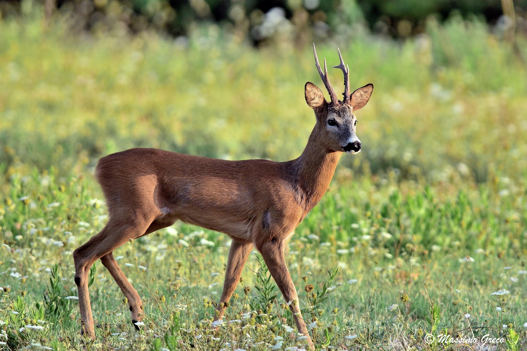Capriol (Capreolus capreolus)