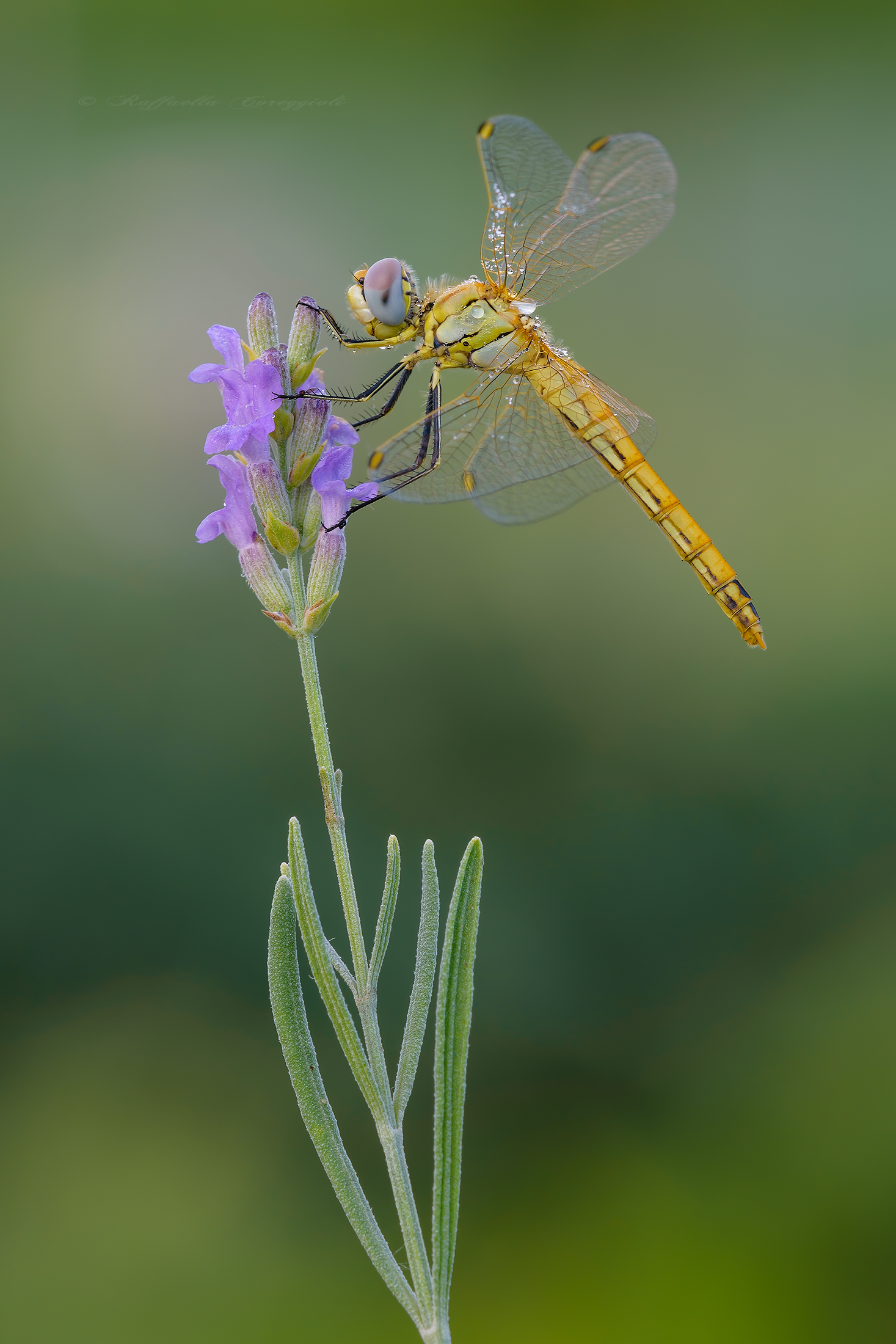 Sympetrum on Lavender