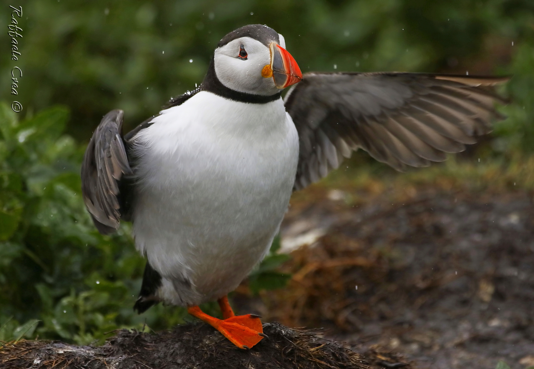 Puffin.Staple Island