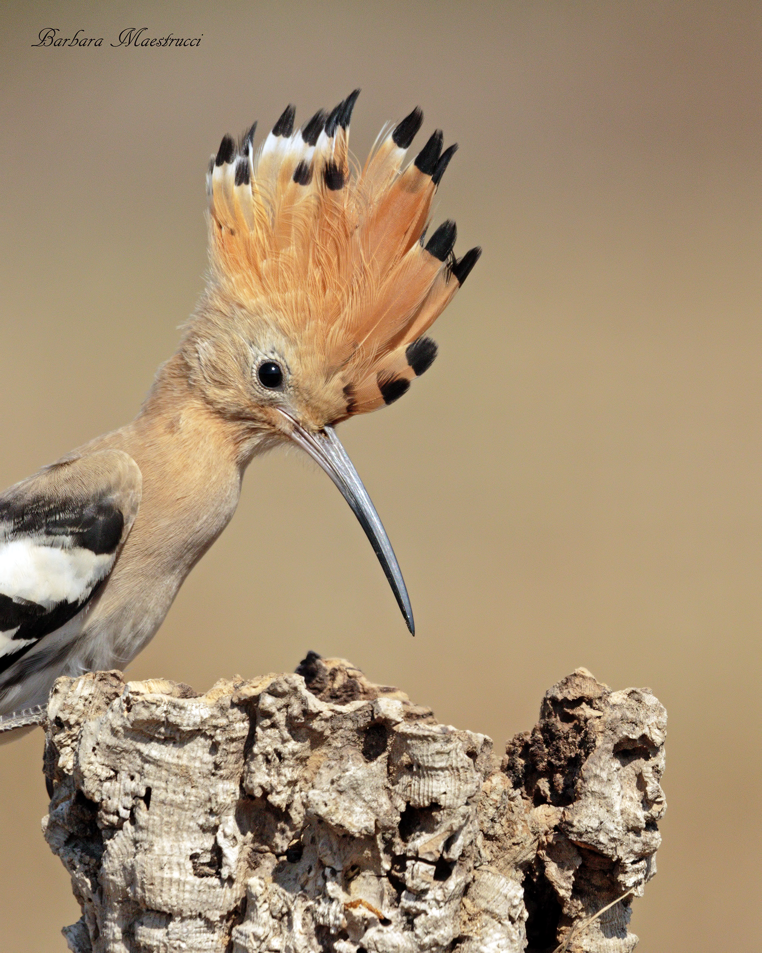 Hoopoe